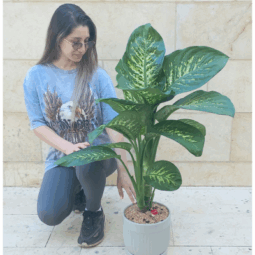 עציץ ענק דיפנבכיה