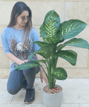 עציץ ענק דיפנבכיה