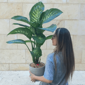 עציץ ענק דיפנבכיה