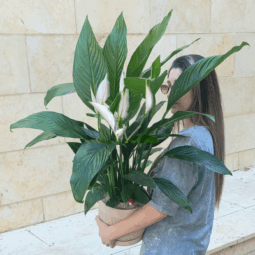 עציץ ספטיפיליום ענק