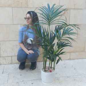 עציץ דקל (קנציה) ענק