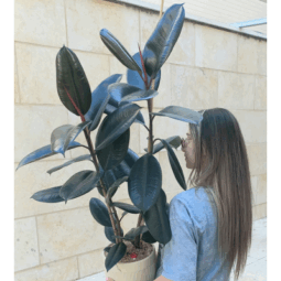 עציץ פיקוס גומי ענק