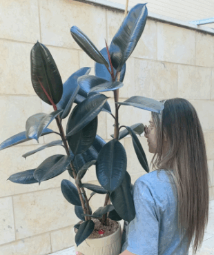 עציץ פיקוס גומי ענק