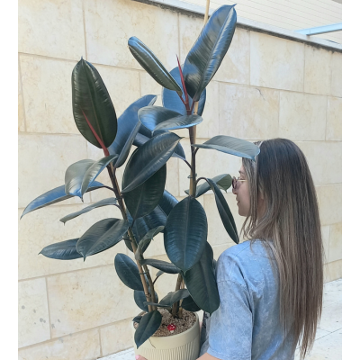 עציץ פיקוס גומי ענק