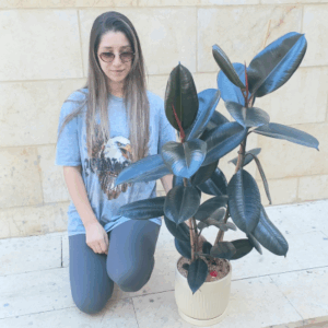 עציץ פיקוס גומי ענק