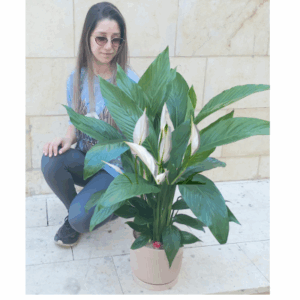 עציץ ספטיפיליום ענק