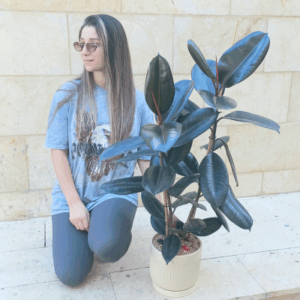 עציץ פיקוס גומי ענק