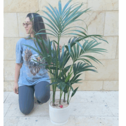 עציץ דקל (קנציה) ענק