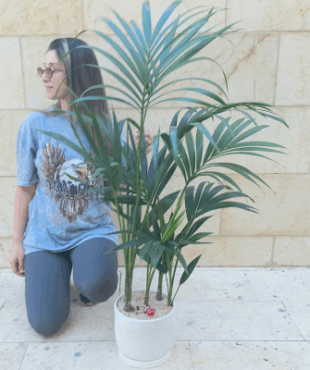 עציץ דקל (קנציה) ענק