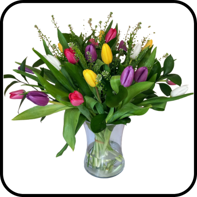 מייזר טוליפ צבעוני