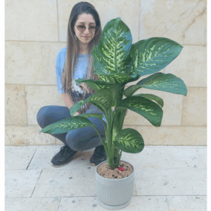 עציץ ענק דיפנבכיה