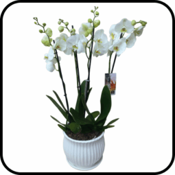 סחלב PRIMIUM לבן גבוה