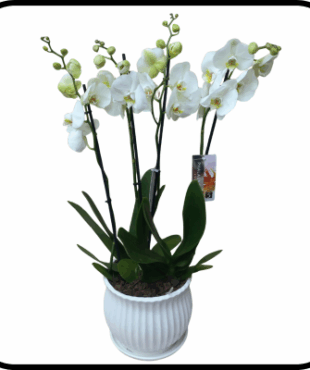 סחלב PRIMIUM לבן גבוה