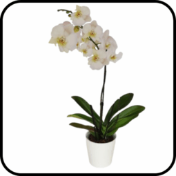 סחלב moon ענף אחד גבוה