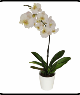 סחלב moon ענף אחד גבוה