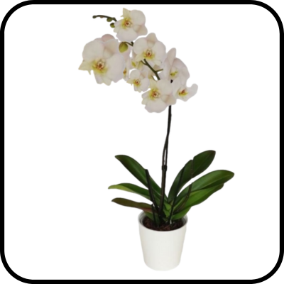 סחלב moon ענף אחד גבוה