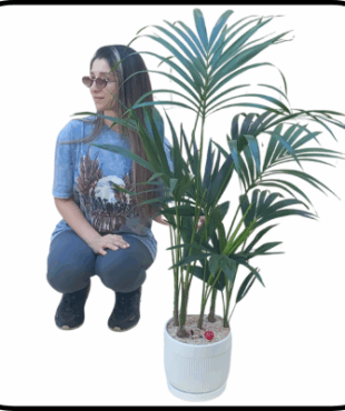 עציץ דקל (קנציה) ענק