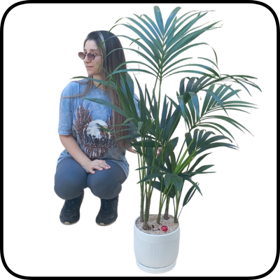 עציץ דקל (קנציה) ענק