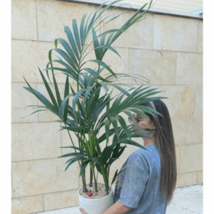 עציץ דקל (קנציה) ענק