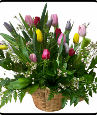 סידור טוליפים בסל