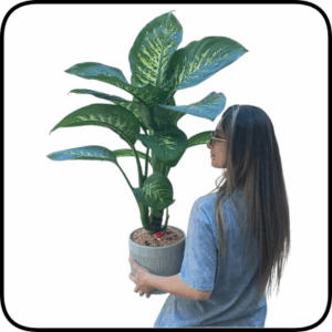 עציץ ענק דיפנבכיה