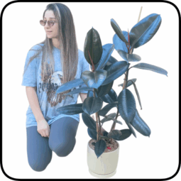 עציץ פיקוס ענק