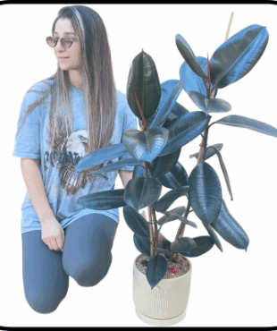 עציץ פיקוס ענק