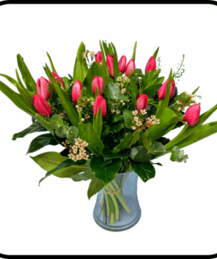 מייזר טוליפ אדום