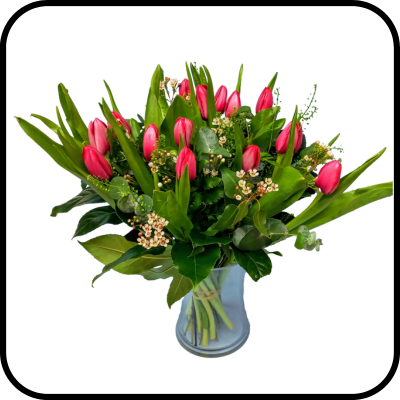 מייזר טוליפ אדום