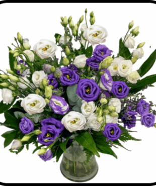 מייזר ליזי סגול-לבן