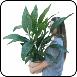 עציץ ספטיפיליום ענק