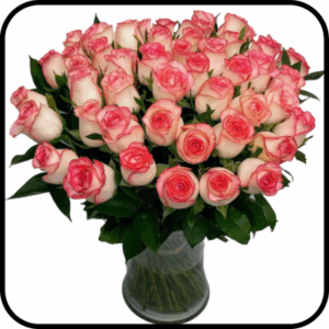 מייזר ליאור ורדים ורודים