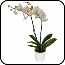 סחלב 2 ענפים גבוהים Glow