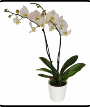 סחלב 2 ענפים גבוהים Glow