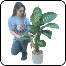 עציץ ענק דיפנבכיה