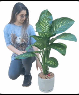 עציץ ענק דיפנבכיה