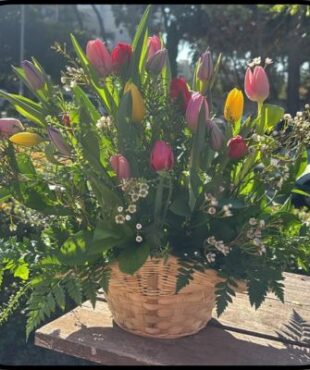 סידור טוליפים בסל