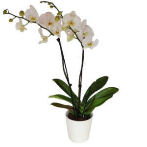 סחלב 2 ענפים גבוהים Glow