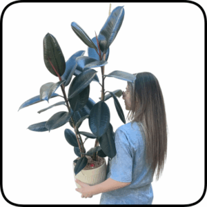 עציץ פיקוס ענק