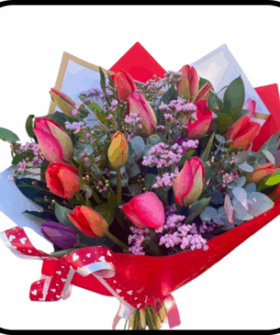 מייזר טוליפ צבעוני