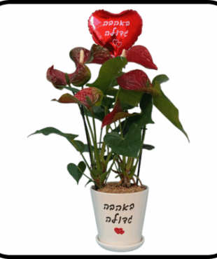 אנטוריום עציץ לבן ובלון