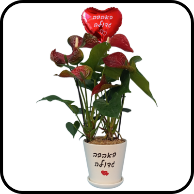 אנטוריום עציץ לבן ובלון