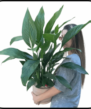 עציץ ספטיפיליום ענק