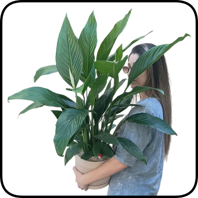 עציץ ספטיפיליום ענק