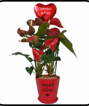 אנטוריום עציץ אדום ובלון