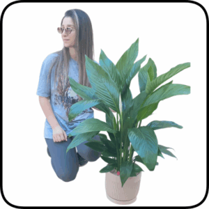 עציץ ספטיפיליום ענק