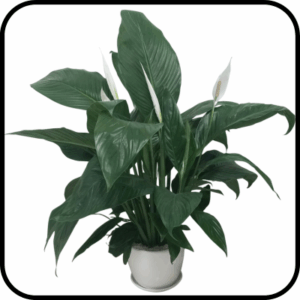 עציץ ספטיפיליום ענק