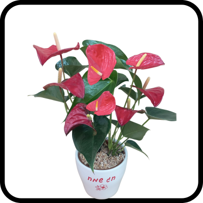 אנטוריום חג שמח