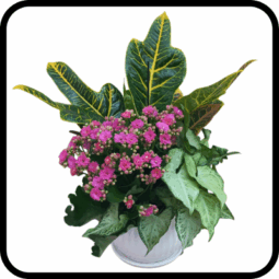 קוקטייל פורחים בינוני בכלי קרמיקה