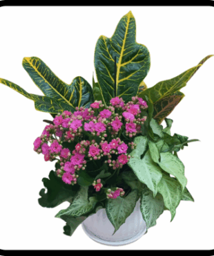 קוקטייל פורחים בינוני בכלי קרמיקה